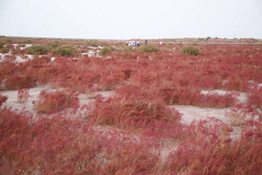 东营黄河口生态旅游区