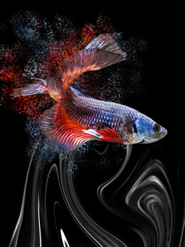 彩墨藝術斗魚裝飾畫