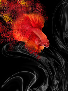 彩墨藝術(shù)斗魚裝飾畫