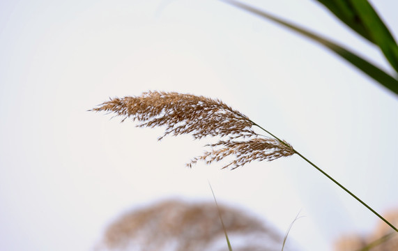 芦苇天空