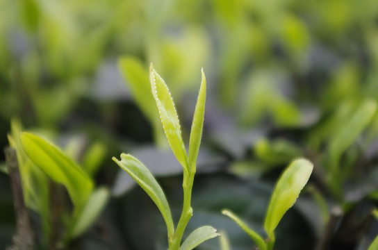 茶叶茶芽