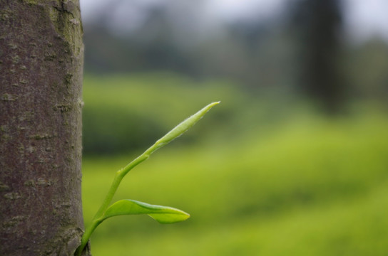 茶树茶芽