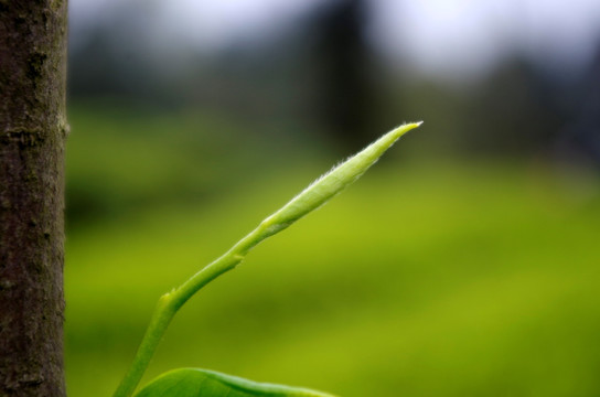 茶芽