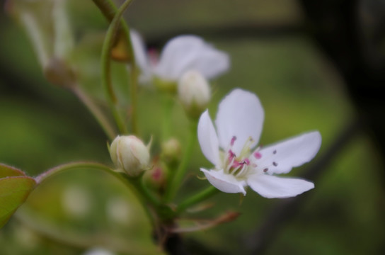 小野花