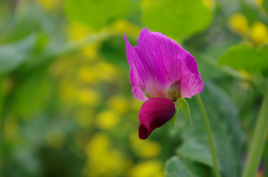 胡豆花