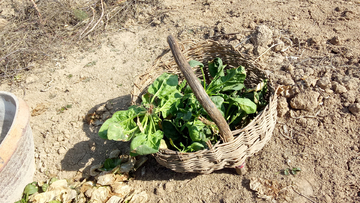 野菜