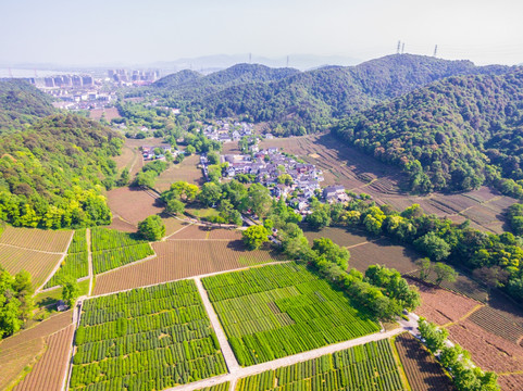 杭州西湖龙井茶园