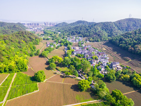 杭州西湖龙井茶园