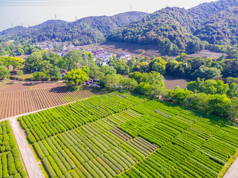 杭州西湖龙井茶园