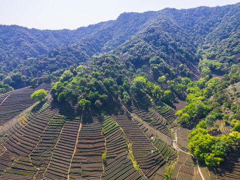 茶山