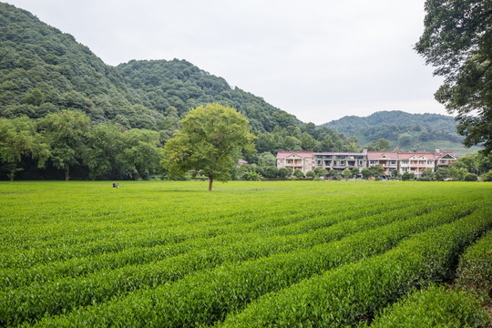 杭州西湖龙井茶园