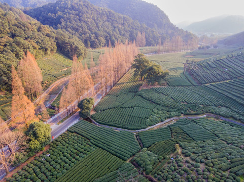 杭州西湖龙井茶园