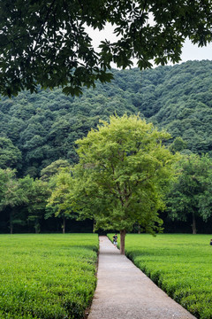 杭州西湖龙井茶园