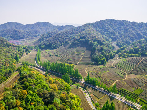 杭州西湖龙井茶园