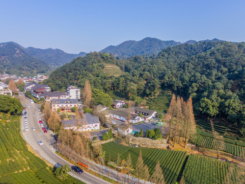 杭州西湖龙井茶园