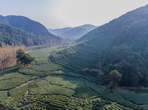 杭州西湖龙井茶园