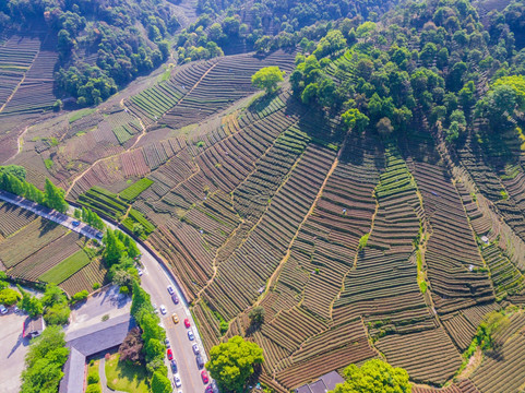 杭州西湖龙井茶园