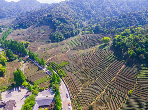 杭州西湖龙井茶园