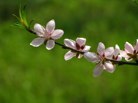 桃花