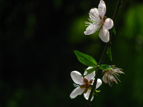 桃花