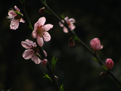 桃花