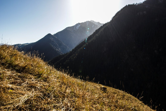 天山森林