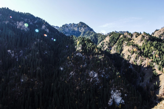 天山森林