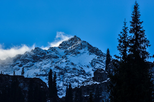 天山山地森林