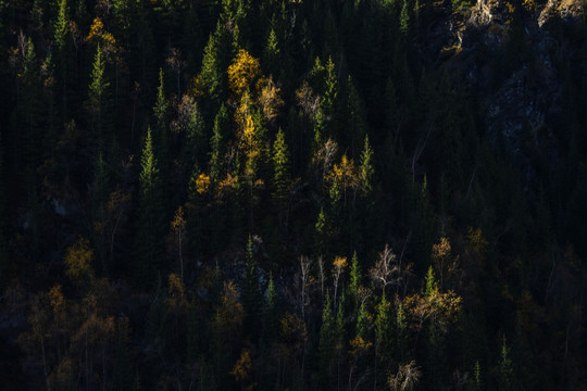 天山森林