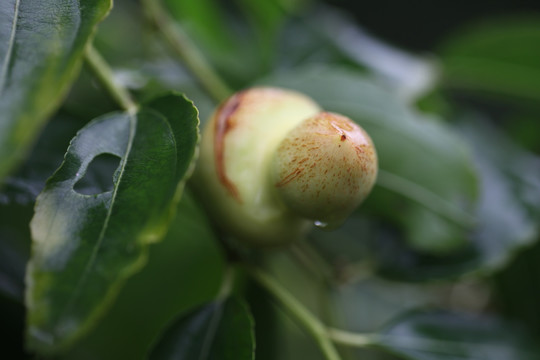 葫芦枣