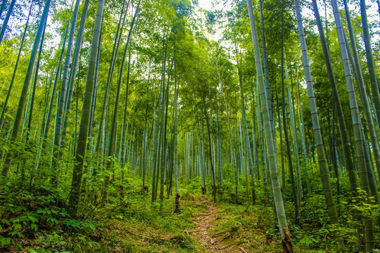 杭州竹林竹海