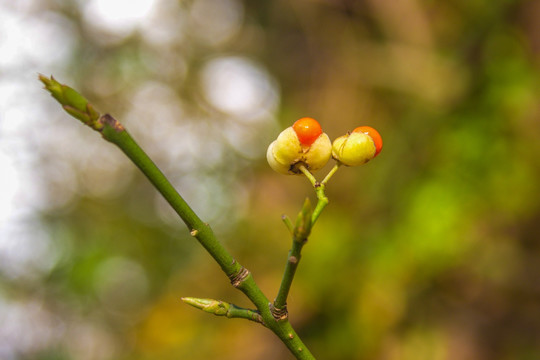 萌芽发芽