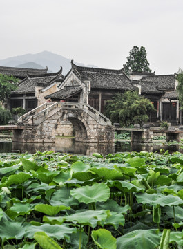 荷花小桥水乡