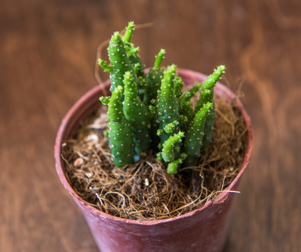 多肉植物