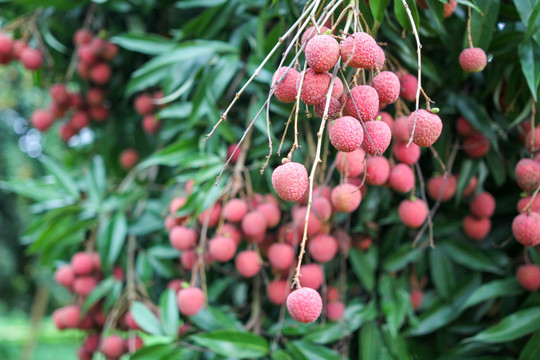 灵山荔枝