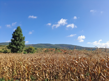 秋天山中玉米地