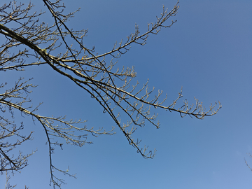 天空树枝