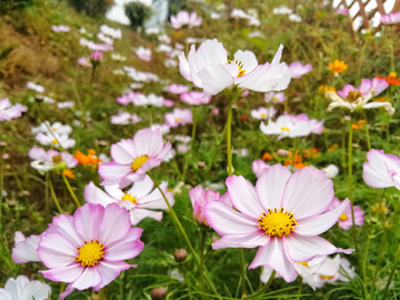 格桑花