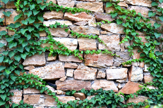植物石头墙