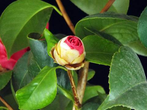 山茶花的花蕾