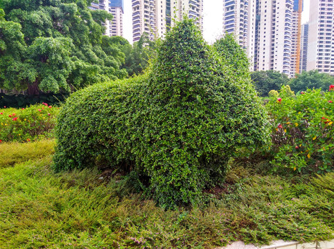 植物造型