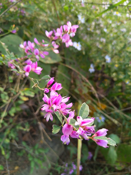 胡枝条花 野花