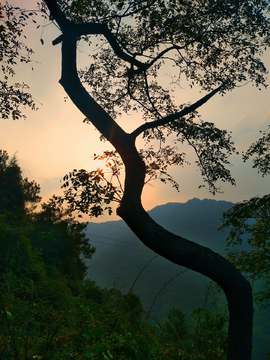 松树林 夕阳