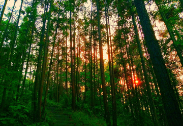 松树林 夕阳红