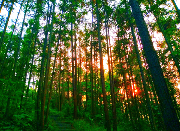 松树林 夕阳红