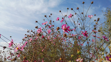 格桑花