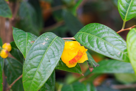 金花茶植物界大熊猫