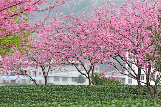 樱花