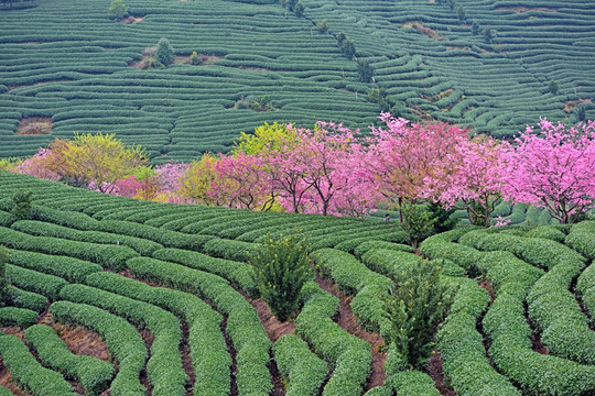 福建永福樱花