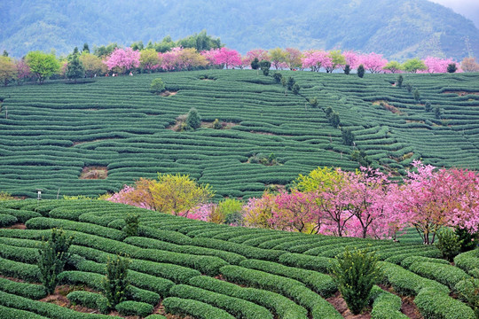 福建永福樱花